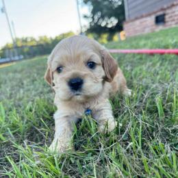 Arthur - Cream male Cocker Spaniel puppy in Lake, Mississippi from MGs Cockers