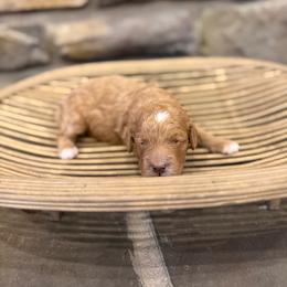 Hershey - Red male Assorted Doodle Crosses puppy in Lyman, Wyoming from Backcountry Doodles