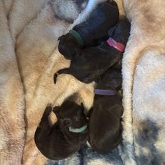 Boykin Spaniel Puppies from Southern Kennels