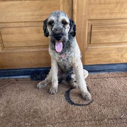 Merle - Goldendoodle