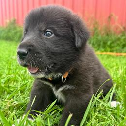 Girl 5 Scout orange collar - Black female Anatolian Pyrenees puppy in Clifton, Illinois from Mcginnis Guardian Dogs