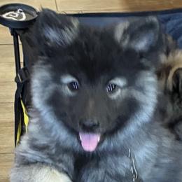 Luke - Black and silver male Keeshond puppy in Hanna, Oklahoma from Debbie's Keeshonds