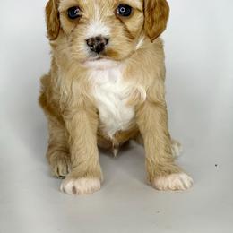 Aussiedoodle, Cavalier King Charles Spaniel, Cavapoo, and Labradoodle Puppies from Mc Doodles of Texas LLC