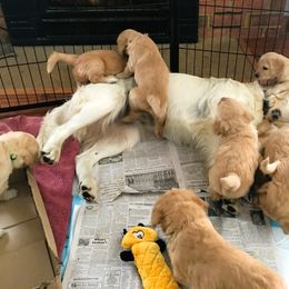 Goldendoodle Puppies from CharLia's Holistic English Cream Golden Retrievers & Doodles