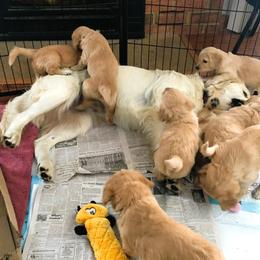 Goldendoodle Puppies from CharLia's Holistic English Cream Golden Retrievers & Doodles