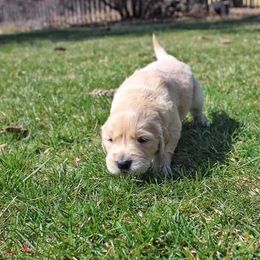 Border Collie and Golden Retriever Puppies from Kreger's K9s