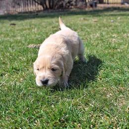 Border Collie and Golden Retriever Puppies from Kreger's K9s
