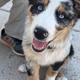 Australian Shepherd Puppies from Far Out Aussies