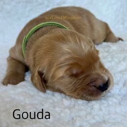 One Male Available - Golden male Golden Retriever puppy in La Verne, California from 4LoveofGoldens