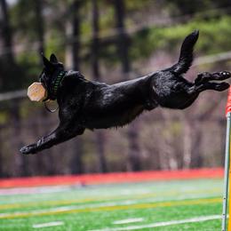 Jette - German Shepherd