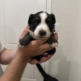 Miniature Australian Shepherd Puppies from Andy McDonald