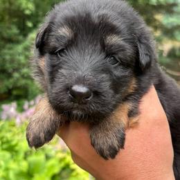 Girl 4 - Black and tan female German Shepherd puppy in Lordstown, Ohio from Jewels German Shepherd
