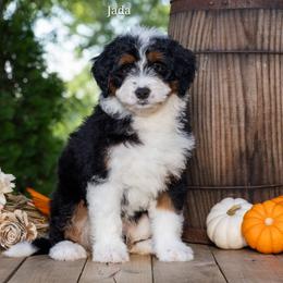 Jada - Tri-color female Bernedoodle puppy in New Haven, Indiana from Quaint Haven Bernedoodles