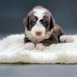 Espresso - Brown male Bernedoodle puppy in Hudson, Indiana from TurkeyCreek-K9