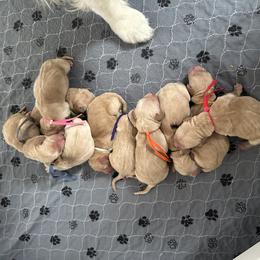 Boy 3 - Golden male Golden Retriever puppy in Modesto, California from Rooster Valley Golden Retrievers