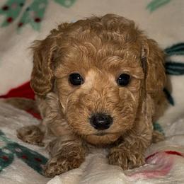 Saffron - Apricot male Goldendoodle puppy in Greenville, South Carolina from Law Doodles of SC