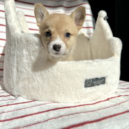 Pembroke Welsh Corgi Puppies from Kern River Corgis