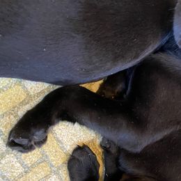 Girl 3 - Labrador Retriever puppy in Lakeville, Minnesota from Midnight Labradors