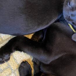 Girl 3 - Labrador Retriever puppy in Lakeville, Minnesota from Midnight Labradors