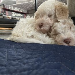 Lagotto Romagnolo Puppies from CreekSide Lagotto