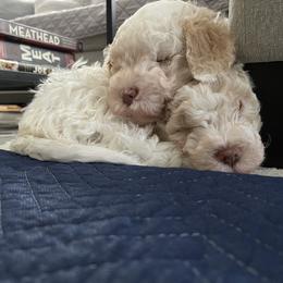 Lagotto Romagnolo Puppies from CreekSide Lagotto