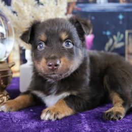 Oz - Red tri male Miniature Australian Shepherd puppy in Melbourne, Florida from True Spirited Aussies
