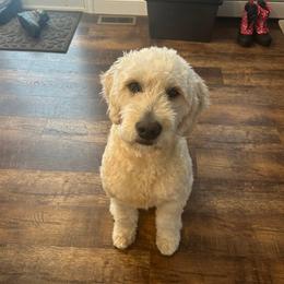 Bear - Goldendoodle