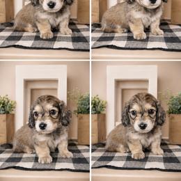 Red collar male - Cream male Dachshund puppy in Wylie, Texas from Karas Royal Dachshunds