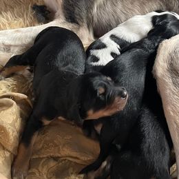 Black and Tan Male - Black and tan male Saluki puppy in Los Angeles, California from Srinagar Salukis
