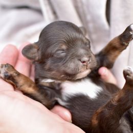 Goldendoodle Puppies from Doodle Babys