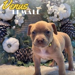 Venus - Lilac female American Bully puppy in Virginia from Terminal Velocity Kennels LLC