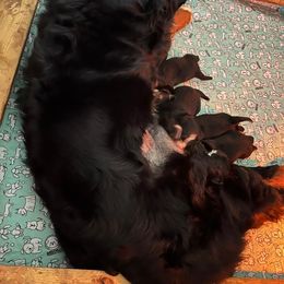 Bernese Mountain Dog Puppies from Alpen Daydream Bernese