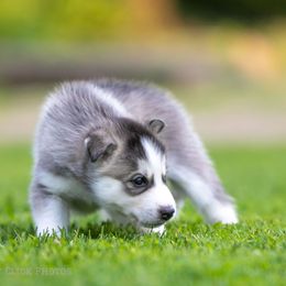 Siberian Husky Puppies from Lilbearshuskies