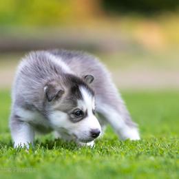 Siberian Husky Puppies from Lilbearshuskies
