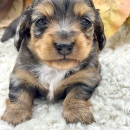 Zora - Dapple female Dachshund puppy in Exeter, California from Sawtooth Miniature Dachshunds