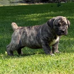 Yellow Collar - Brindle female Boerboel puppy in Manitowoc, Wisconsin from Mae Boerboel