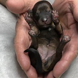 Yellow collar - Chocolate and tan female Dachshund puppy in Paradise, Texas from Cap Ranch Miniature Dachshunds