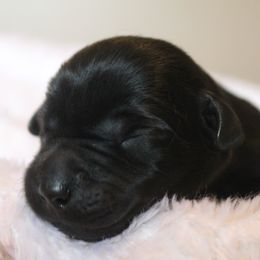 Boykin Spaniel and Labrador Retriever Puppies from Triple Creek Kennel