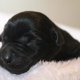 Boykin Spaniel and Labrador Retriever Puppies from Triple Creek Kennel