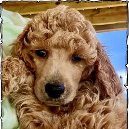 Lavender - Apricot female Poodle puppy in Greenwich, New York from MizzElle’s Standard Poodles