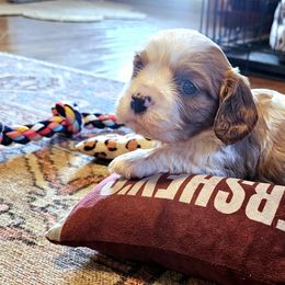 Reserved - Blenheim male Cavalier King Charles Spaniel puppy in Marshfield, Missouri from Puppyloversplace