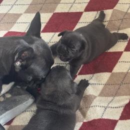 French Bulldog Puppies from Diamonds Frenchies