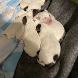 Australian Cattle Dog Puppies from Rising J Cattle Dogs