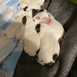 Australian Cattle Dog Puppies from Rising J Cattle Dogs