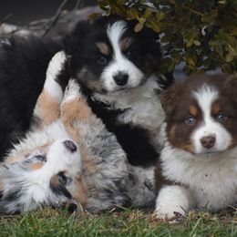 Australian Shepherd Puppies from 10-BAR-Y RANCH