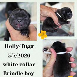 White boy - Brindle male French Bulldog puppy in Polk City, Florida from Best Friend Frenchies, LLC