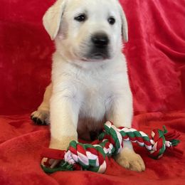 Seger - Yellow Labrador Retriever puppy in Harrison, Arkansas from Brandywine Labradors