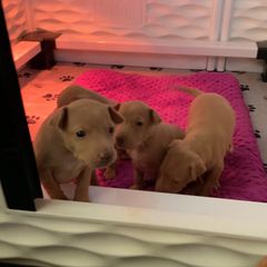 Cirneco dell’Etna Puppies from Ember Hill Cirnechi