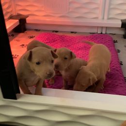 Cirneco dell’Etna Puppies from Ember Hill Cirnechi