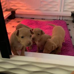 Cirneco dell’Etna Puppies from Ember Hill Cirnechi